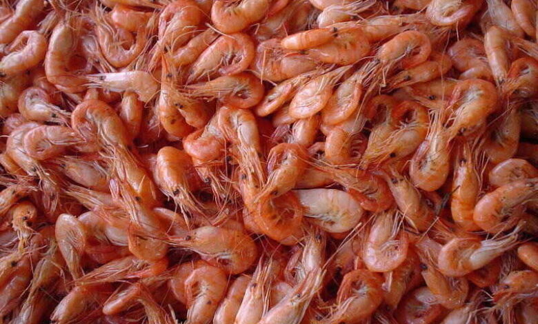 Iran shrimp exports increases