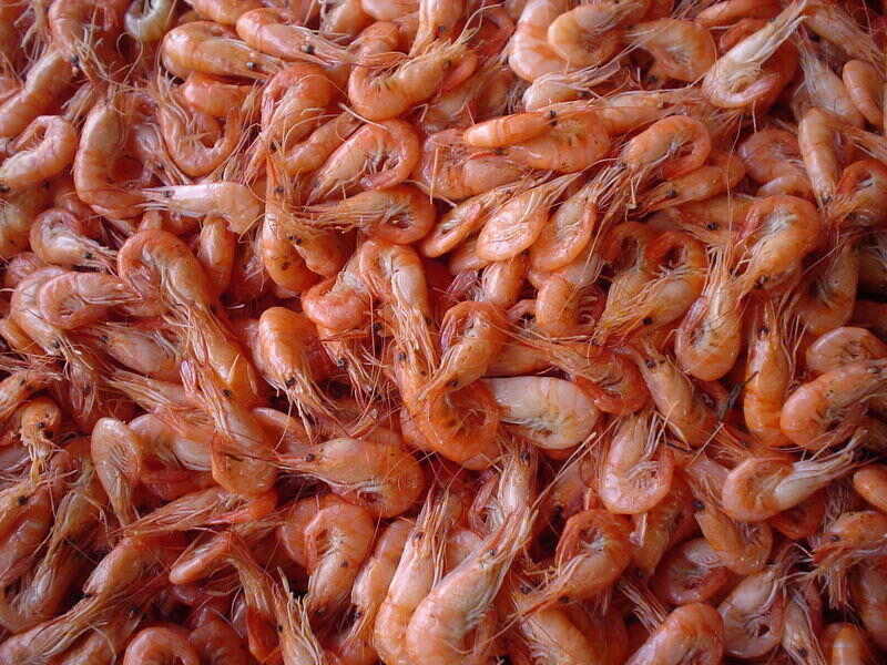 Iran shrimp exports increases