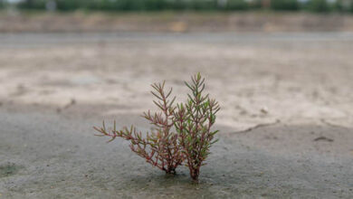 Shrimp farming land, seedling on saline soil North China