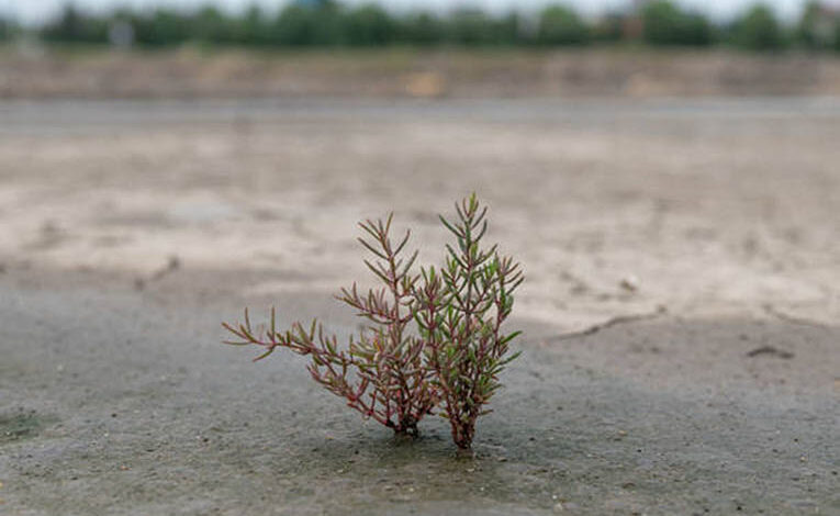 Shrimp farming land, seedling on saline soil North China