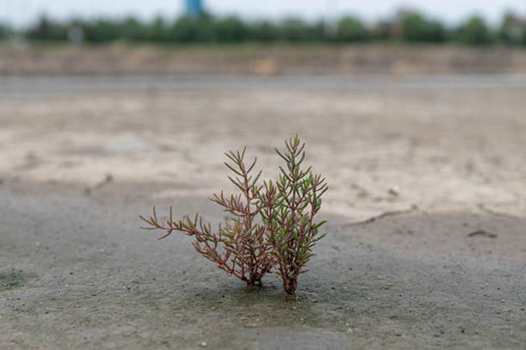 Shrimp farming land, seedling on saline soil North China