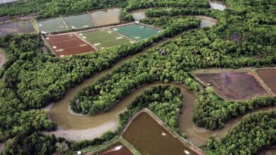 sustainable shrimp farming