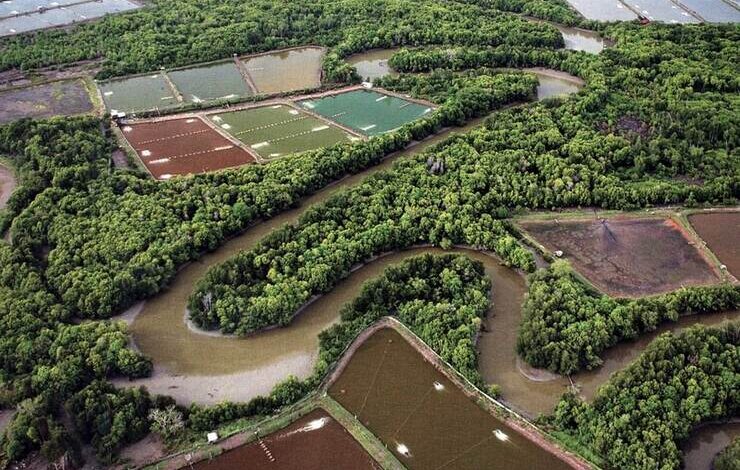 sustainable shrimp farming