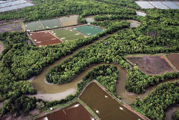 sustainable shrimp farming