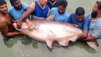 Mekong Giant Pangasius