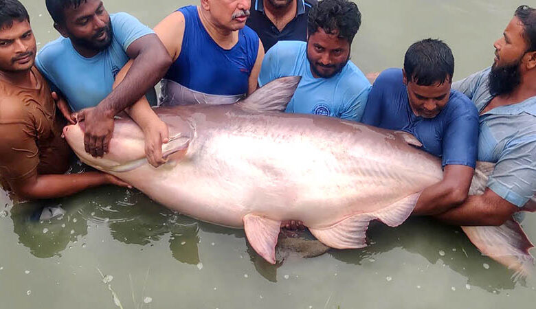 Mekong Giant Pangasius