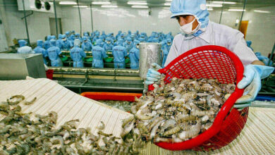 Vietnamese Black Tiger Shrimp exports to UK has increased in 2.7% rate / seafood export