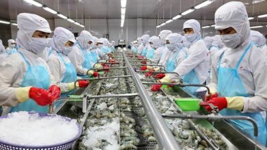 Vietnam shrimp processing factory