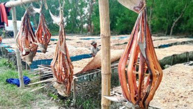 Dublar char dried fish, dry fish village in sundarbans