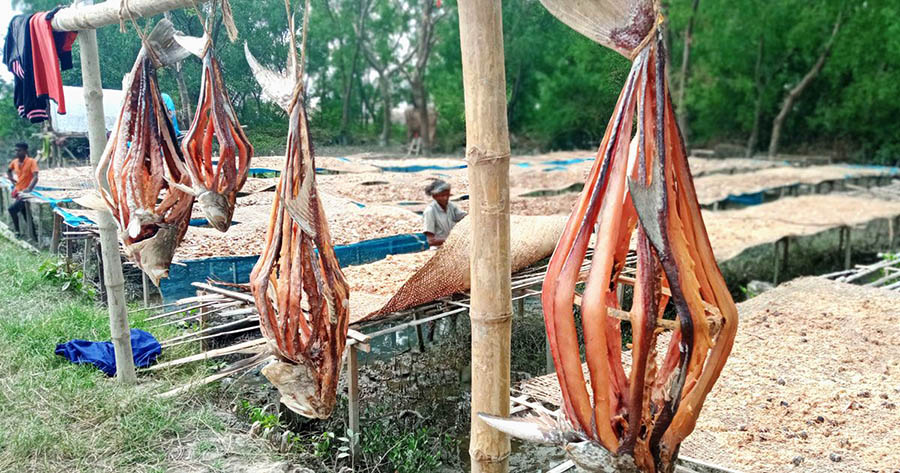 Dublar char dried fish, dry fish village in sundarbans