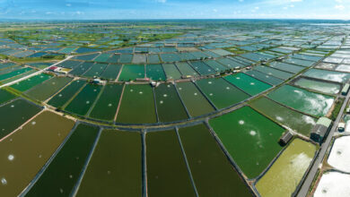 greenhouse gas emission from shrimp farming is one of the source of GHS world wide.