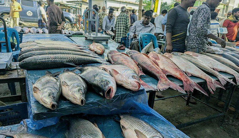 Jamai mela fish in jaipurhat kalai bangladesh