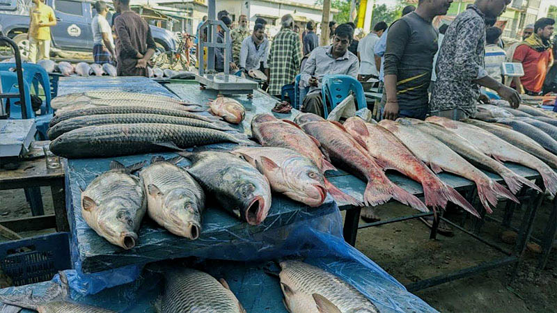 Jamai mela fish in jaipurhat kalai bangladesh