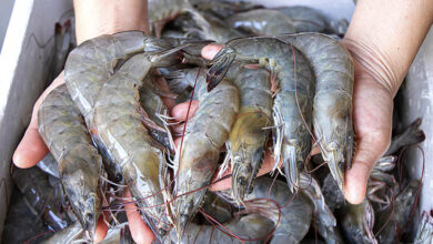 American local shrimp want tariffs to stop foreign anti-dumping