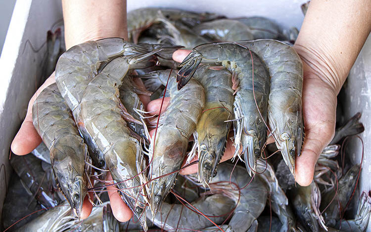 American local shrimp want tariffs to stop foreign anti-dumping