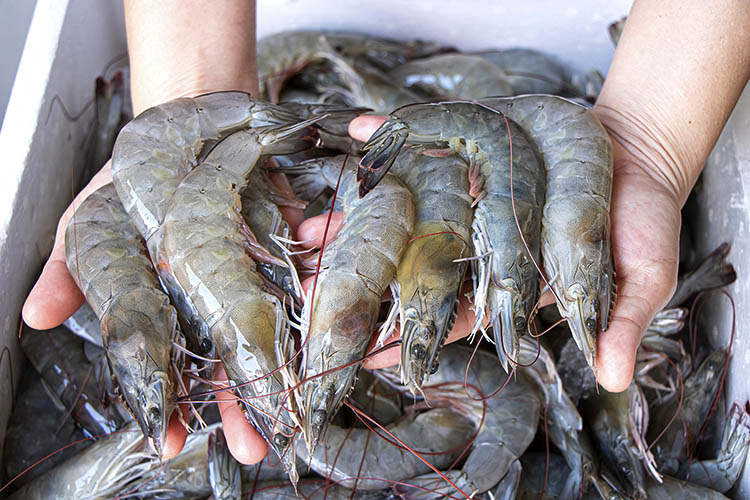 American local shrimp want tariffs to stop foreign anti-dumping