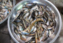 Small Indigenous Species SIS fish