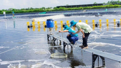 mekong delta super intensive shrimp farm