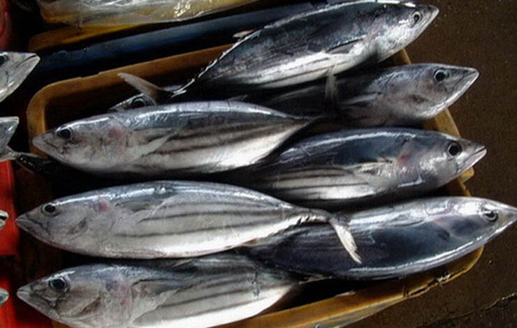 Tuna Bangladesh