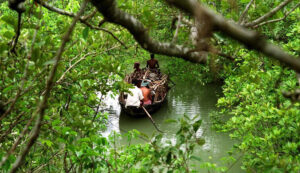 crab harvesting sundarbans