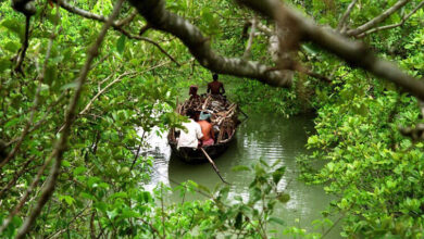 crab harvesting sundarbans