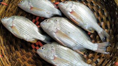 Datina fish artificial breeding Bangladesh