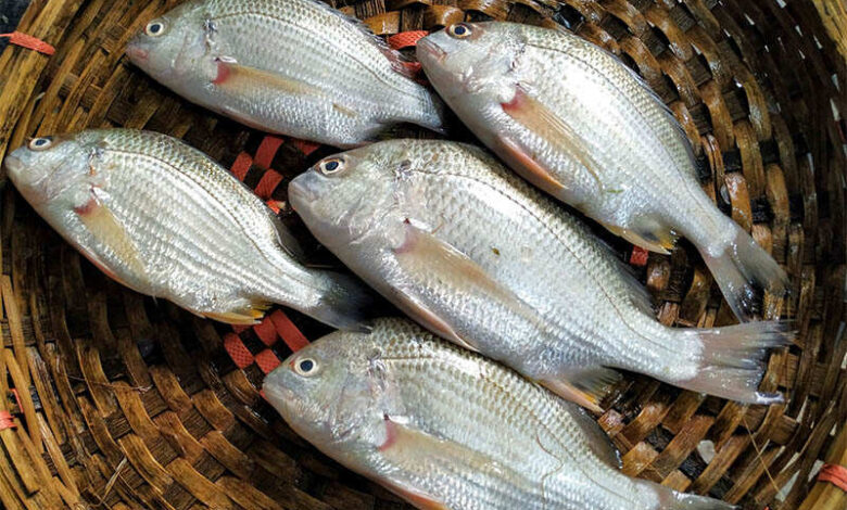 Datina fish artificial breeding Bangladesh