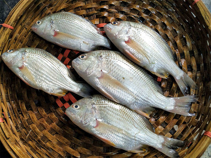 Datina fish artificial breeding Bangladesh