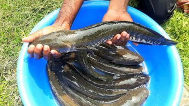 striped sneakhead shoal fish Channa striata