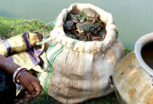 mud crab sundarbans