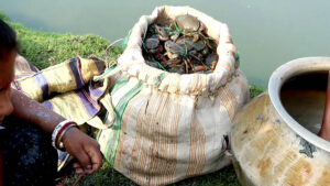 mud crab sundarbans