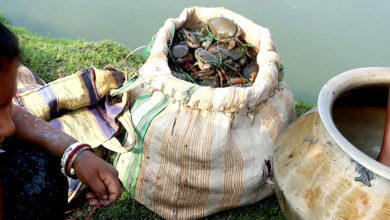 mud crab sundarbans