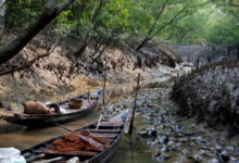 poison fishing going on in sundarbans bangladesh