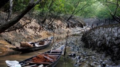 poison fishing going on in sundarbans bangladesh