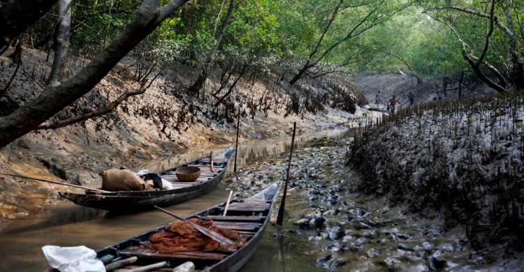 poison fishing going on in sundarbans bangladesh