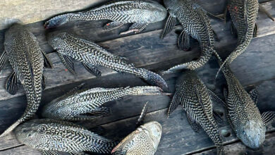 suckermouth catfish dhaka buriganga