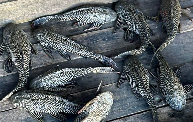 suckermouth catfish dhaka buriganga