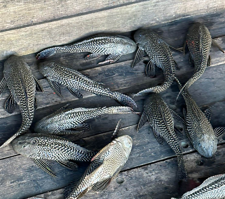 suckermouth catfish dhaka buriganga