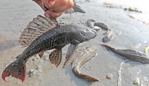 suckermouth catfish