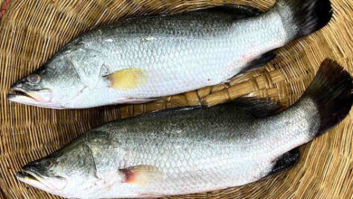 vetki coral asian seabass farming