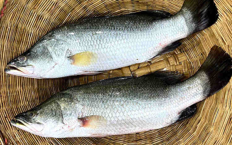 vetki coral asian seabass farming