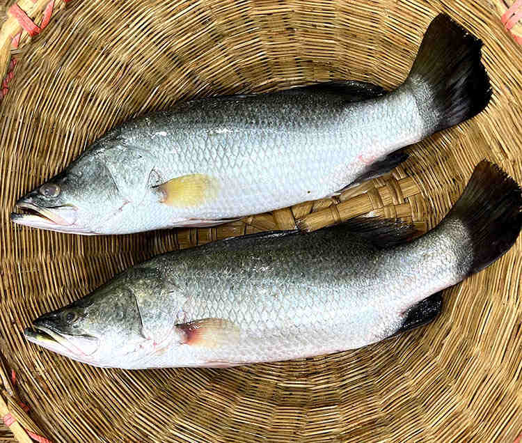 vetki coral asian seabass farming