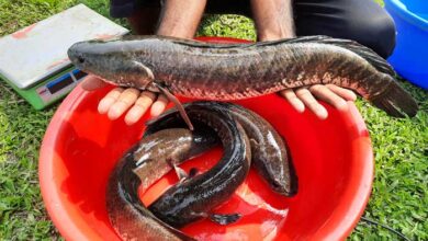 snakehead catfish, Channa striata, shoal fish