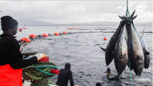 turkish tuna farmers exporting to japan