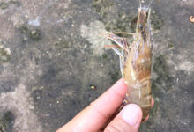 shrimp diseases tartaric acid