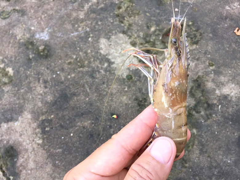 shrimp diseases tartaric acid