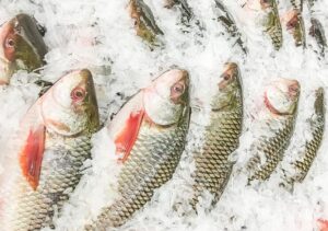 rohu fish imports from india to bangladesh