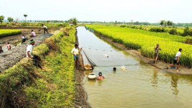 Integrated Aquaculture Practice, freshwater prawn and rice