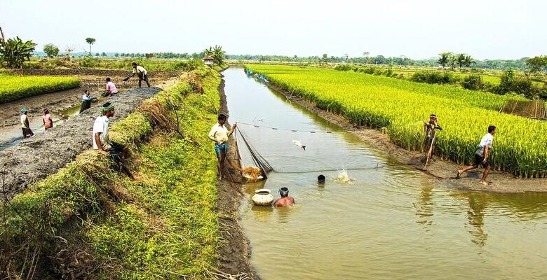 Integrated Aquaculture Practice, freshwater prawn and rice