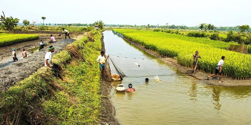 Integrated Aquaculture Practice, freshwater prawn and rice